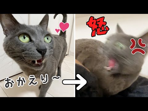帰宅した娘に甘えてからママにガチギレする猫ハムちゃん(YouTube)