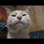 そんなに頑張らなくても良いよ(YouTube)