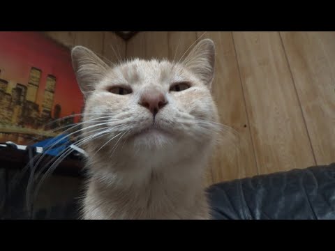そんなに頑張らなくても良いよ(YouTube)