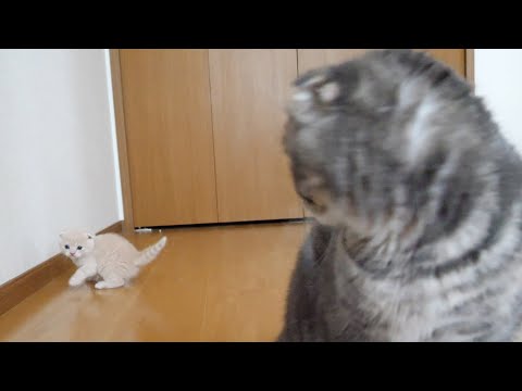 Kittens explore the outside world and mom gets angry(YouTube)