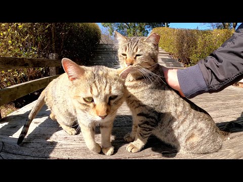 可愛い猫の姉妹が人間の足元に寄って来てくつろぐ(YouTube)