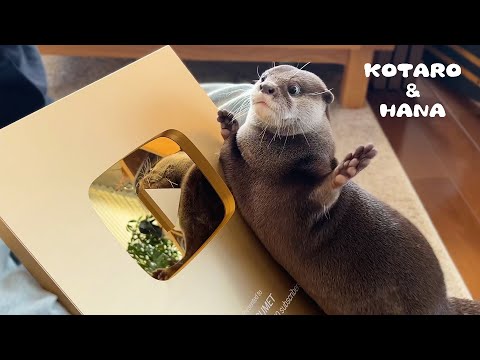 ついに金の盾を手にしたカワウソに・・もう一つすごいプレゼントが届いた！　Otters Unboxing GOLD Play Button(YouTube)