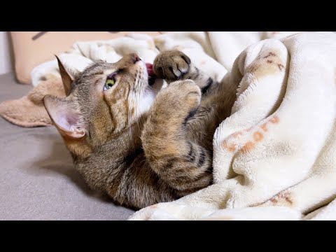 朝みんなが活動してる中…起きる気配が全くない麦わら猫(笑)(YouTube)