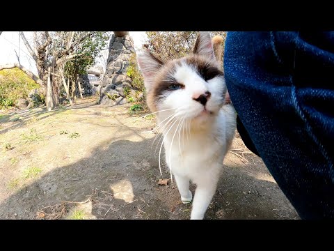 植込みの後ろに隠れていた狸みたいな猫、撫でると凄い甘えてきた(YouTube)
