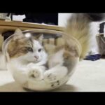「指紋がつくから触るな」と息子に注意する猫(YouTube)