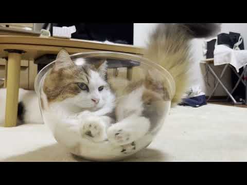 「指紋がつくから触るな」と息子に注意する猫(YouTube)