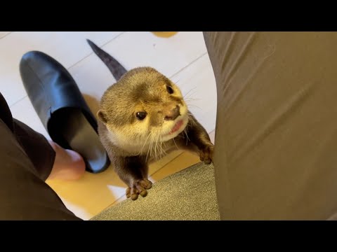 常にフリーダムすぎるカワウソ猫ともう1匹 Always too freeform otter cat and another one.(YouTube)