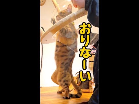 宇宙船から降りたくないイケメン猫 #shorts(YouTube)