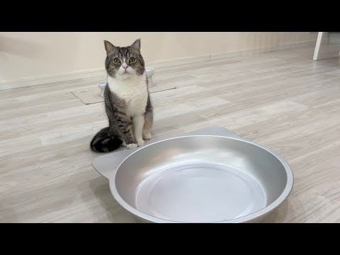 ねこ鍋をお皿と勘違いしてずっとご飯を待ってた猫がかわいすぎた…(YouTube)