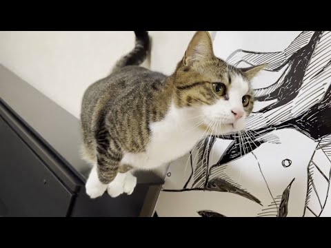 我慢できずにお父さんの肩へダイブする猫(YouTube)