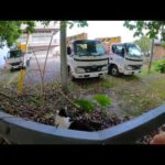 フェンスがあるから大丈夫と思っているビビりの野良猫をしでーっと上から撫でてきた(YouTube)