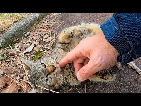 シッポの丸まった子猫、懐いてきたかと思ったら急に狂ったように転げ出して急いで逃げていった(YouTube)