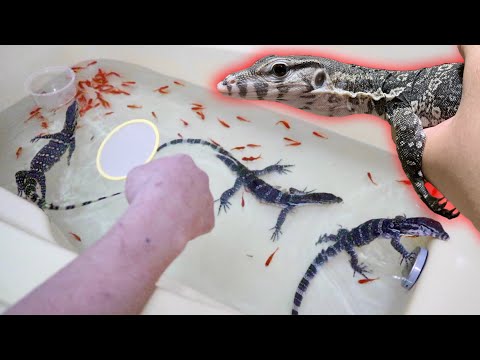 お風呂で金魚掬いしてたらオオトカゲと妻が乱入！？(YouTube)