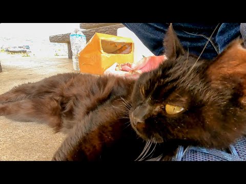 足を枕にして寝る黒猫が可愛過ぎる(YouTube)
