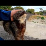 漁港の防波堤で見掛けた野良猫、撫でると凄い人懐っこい猫だった(YouTube)