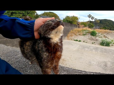 漁港の防波堤で見掛けた野良猫、撫でると凄い人懐っこい猫だった(YouTube)