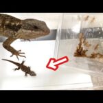 意外と大食い！？なヨロイトカゲにコオロギをあげると(YouTube)