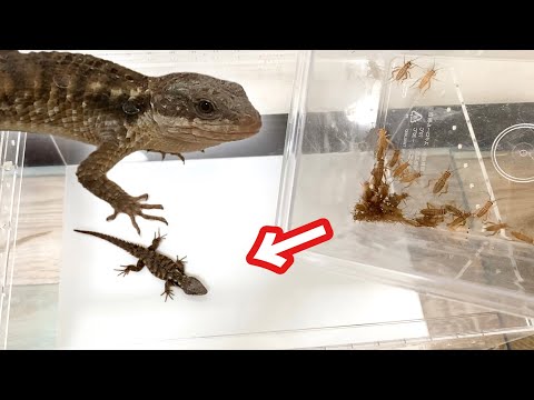 意外と大食い！？なヨロイトカゲにコオロギをあげると(YouTube)