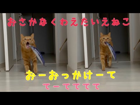 魚を咥えて走り回る猫がかわいい！(YouTube)