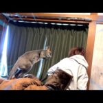 カンガルーと暮らすと起こされるときに大変な事になります・・・(YouTube)