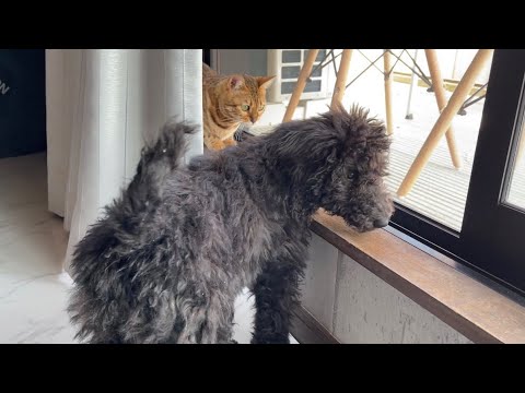 ヤンチャな子犬にタジタジなお姉さん猫(YouTube)