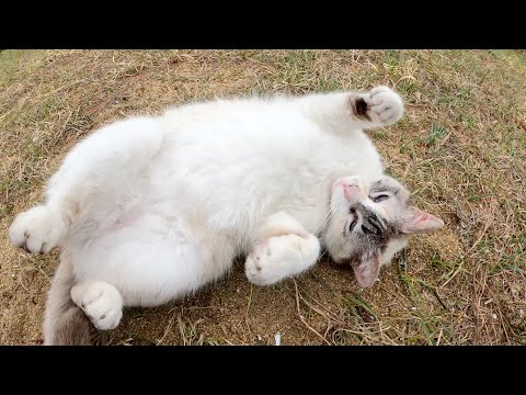 砂浜でヘソ天ポーズなって甘えてくる美猫(YouTube)