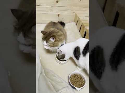 1つのご飯を譲り合う猫 #Shorts(YouTube)