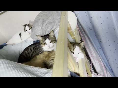 娘よりも先にベッドのド真ん中で爆睡している猫(YouTube)