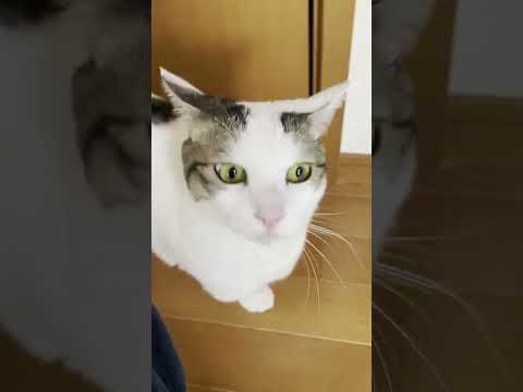 「オマメ～」ではなく「豆大福～」でもお母さんのところに来るのか検証してみました。 #Shorts(YouTube)