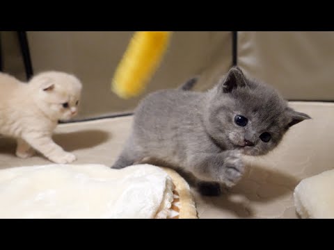 Kitten playing with toys for the first time(YouTube)