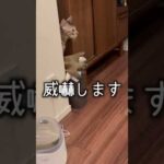 猫よけ設置したのに効かないしなんなら煽られたんですけど(YouTube)