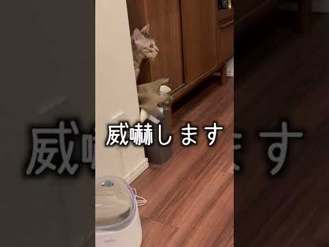猫よけ設置したのに効かないしなんなら煽られたんですけど(YouTube)