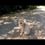 林道の終点で野良猫を見掛けたので近づいて撫でると森の中から他の猫も集まってきた(YouTube)