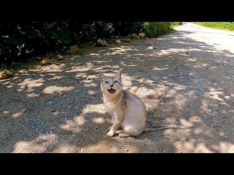 林道の終点で野良猫を見掛けたので近づいて撫でると森の中から他の猫も集まってきた(YouTube)
