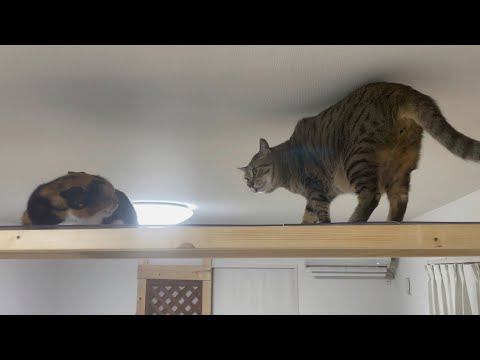そこに逃げてどーすんねーーん！！(YouTube)