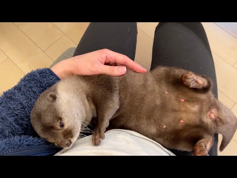 飼い主の膝上だけでこれから生活していくことにしたカワウソ otter that decided to live only on its owner’s lap from now on.(YouTube)
