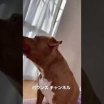 ピットブルが吠えても全く起きない息子w#shorts(YouTube)