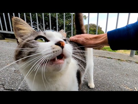 道路脇にバイクを止めると猫が寄ってきて楽しい(YouTube)