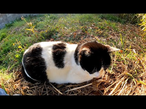 空地に牛みたいな猫がいたのでナデナデしてきた(YouTube)