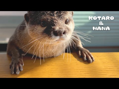 プンプン怒ってるカワウソの髪型をセットしたらこうなった　Grumpy Otter Gets a New Hairstyle(YouTube)