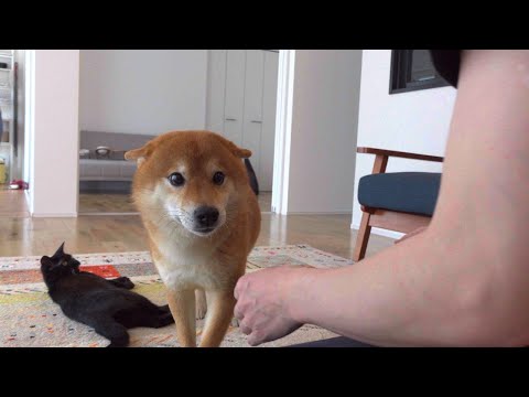 弟がオカエリを待ち構えてたら、予想を裏切ってきた柴犬。(YouTube)