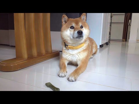 実家にいくと自分の家のようにくつろぐ柴犬。(YouTube)
