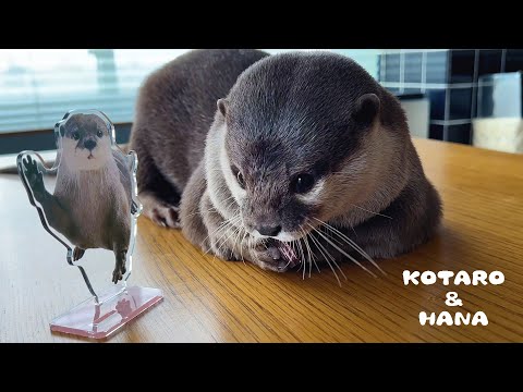 カワウソ好きにはたまらない究極のアイテムが完成しました！　Otters Introduce The Cutest New Merch(YouTube)