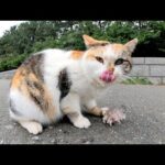 ワイルドな三毛猫が大きな魚をムシャムシャと食べる(YouTube)