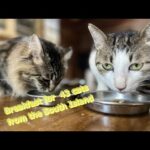 Breakfast for 43 cats !(YouTube)