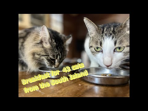 Breakfast for 43 cats !(YouTube)