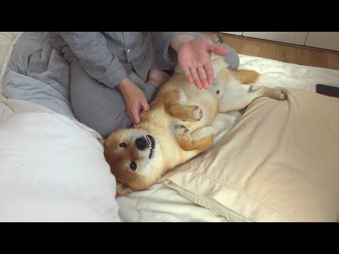 仰向けの状態の柴犬にお手を求めたら、かわいい現象が起きた。(YouTube)