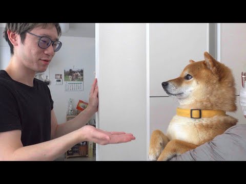 柴犬の別れ際の挨拶がかわいすぎて悶絶するパパ弟。(YouTube)