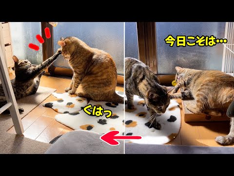 にゃんプロ師範のキジトラ猫に撃沈される妹猫♥(YouTube)