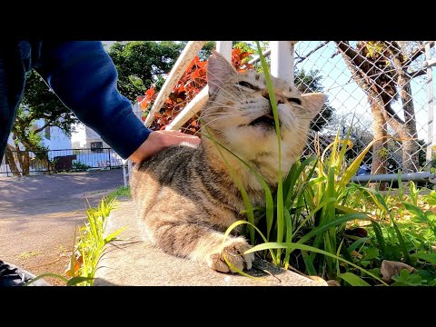最初は逃げようとしたけどやっぱり撫でられにきた野良猫がカワイイ(YouTube)